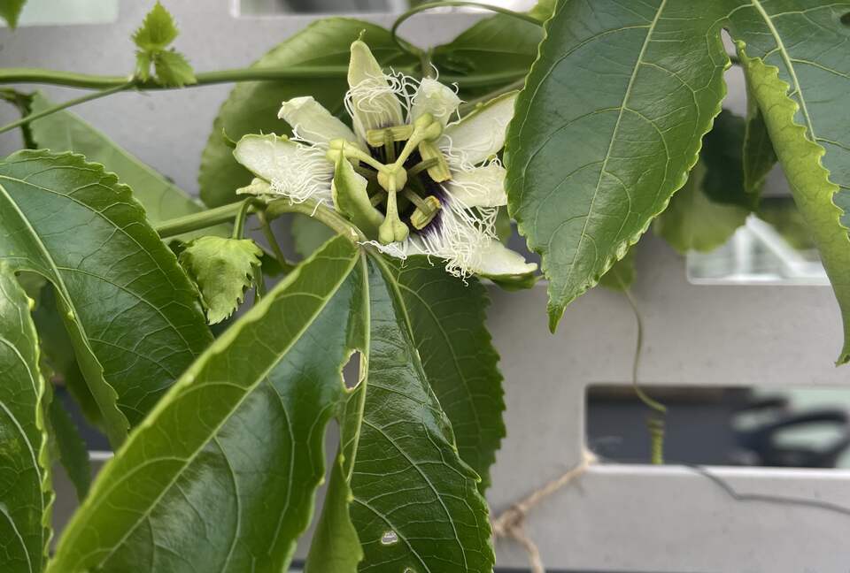 Unique Art Deco Waterfront Getaway - Marco Island, Florida