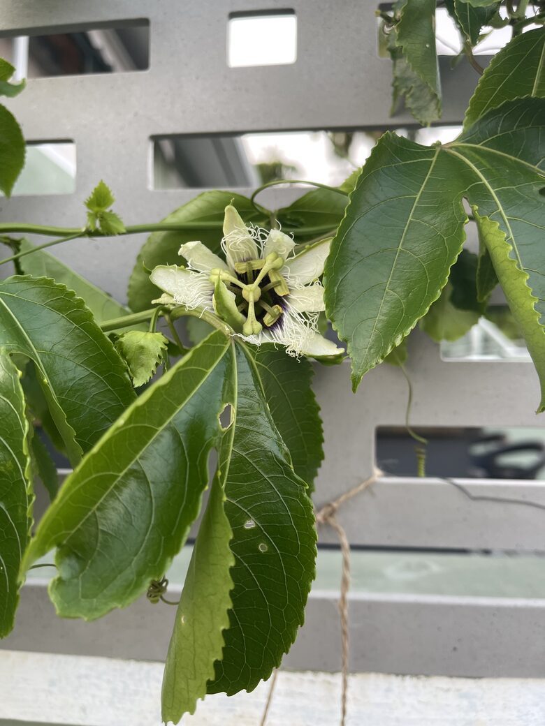 Unique Art Deco Waterfront Getaway - Marco Island, Florida