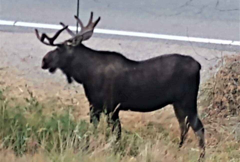 BULL MOOSE ON THE LOOSE AT BOTTOM OF DRIVEWAY