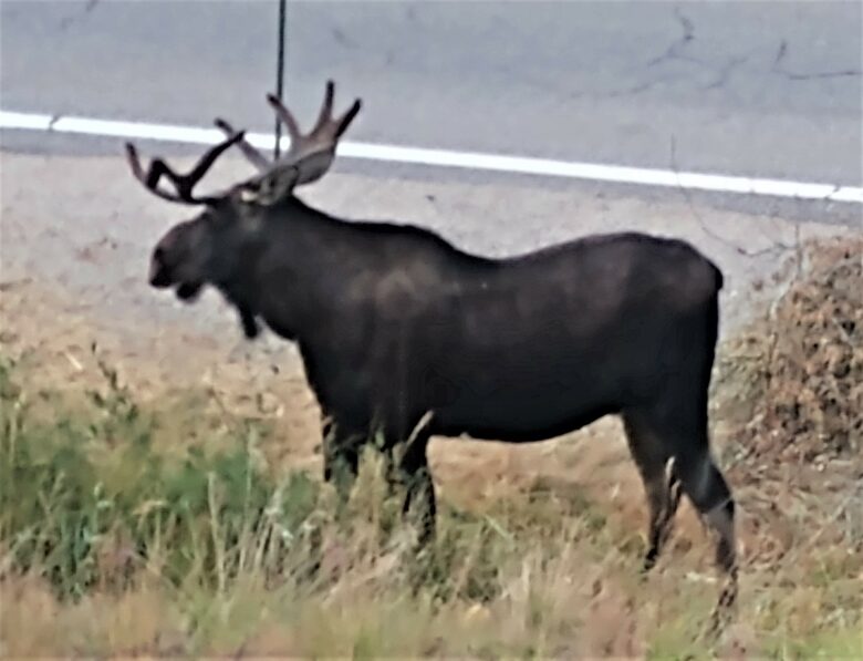 BULL MOOSE ON THE LOOSE AT BOTTOM OF DRIVEWAY