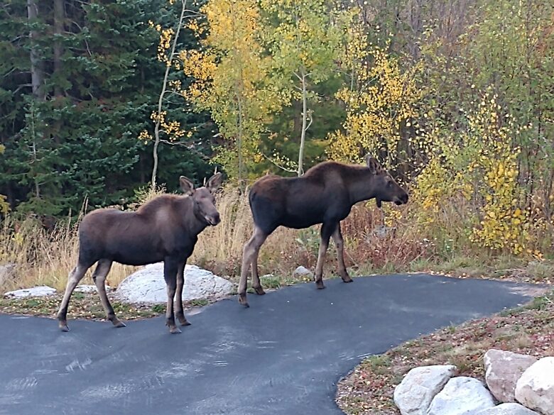 MOM AND BABY MOOSE ON OUR DRIVEWAY