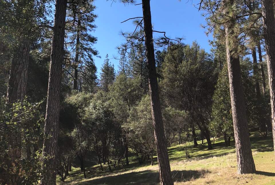 Cabin with Soaring Windows and Hot Tub Near Yosemite - Groveland, California