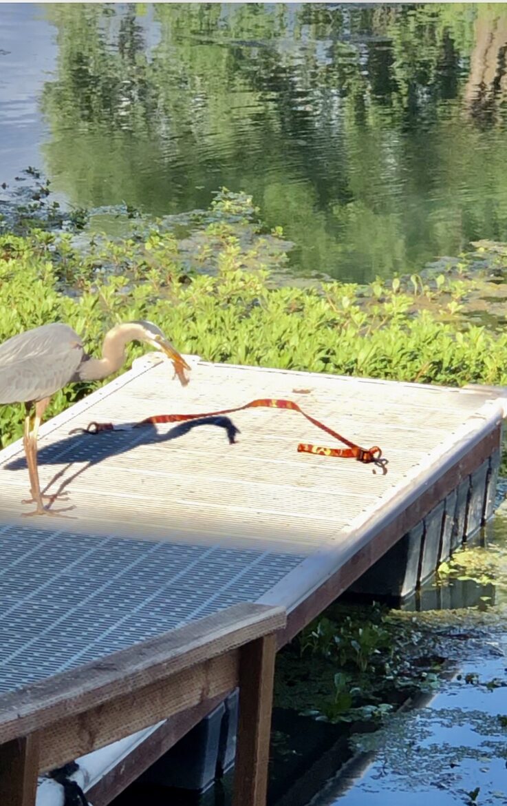 Clearlake Keys Modern Beauty - Clearlake Oaks, California