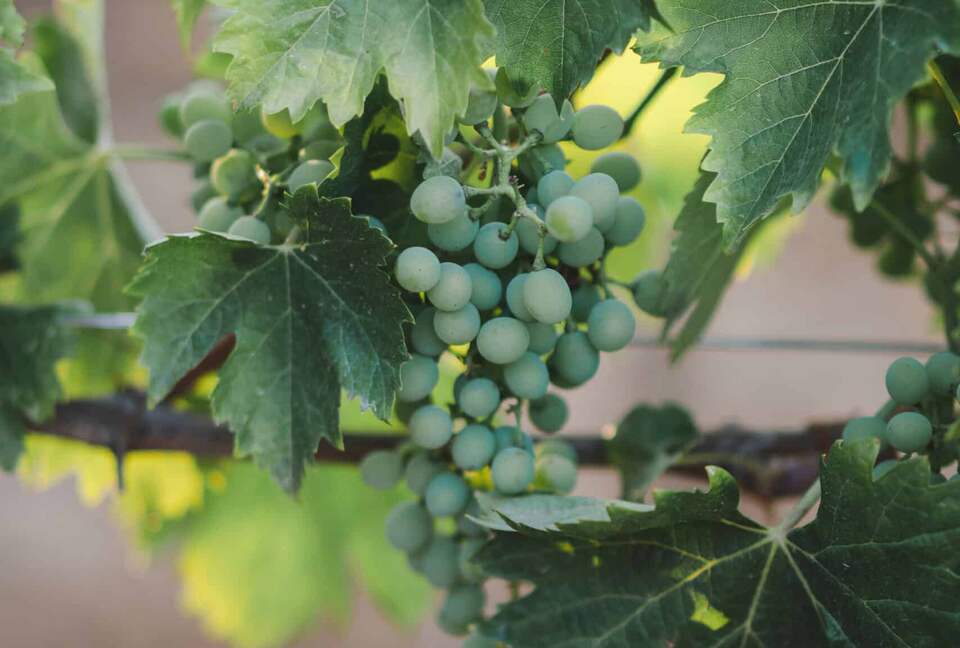 Borgo San Vincenzo | Imperial Suite - Montepulciano SI, Italy