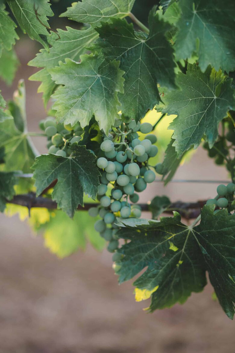 Borgo San Vincenzo | Imperial Suite - Montepulciano SI, Italy