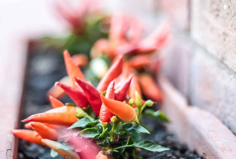 Borgo San Vincenzo | Imperial Suite - Montepulciano SI, Italy