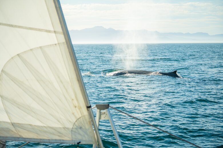 50 Foot Family-Friendly Sea of Cortez Catamaran - La Paz, Mexico