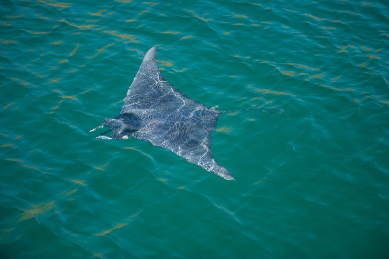 50 Foot Family-Friendly Sea of Cortez Catamaran - La Paz, Mexico