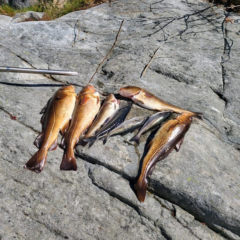 Kampedalen Estate (R) - Kristiansand, Norway