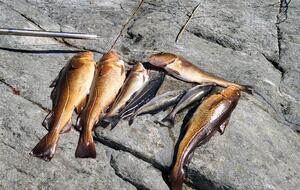 Kampedalen Estate (R) - Kristiansand, Norway