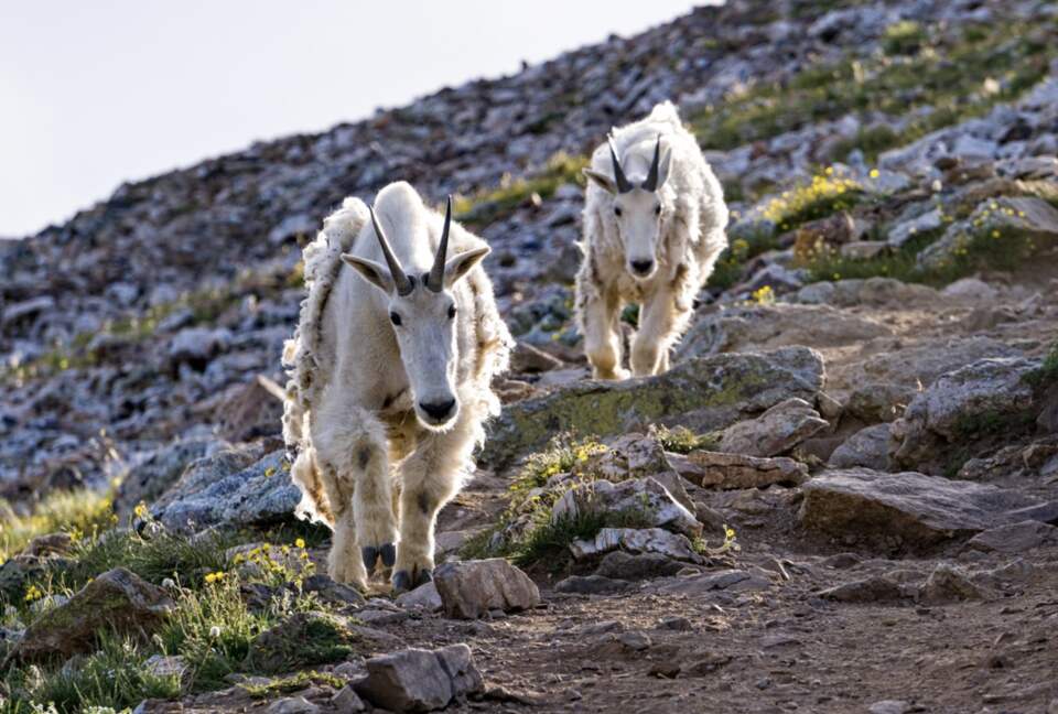 Kings Crown Charm | Steps To Snowflake Lift! - Breckenridge, Colorado