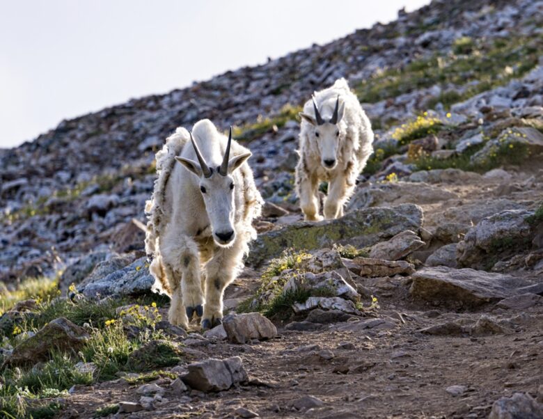 Kings Crown Charm | Steps To Snowflake Lift! - Breckenridge, Colorado