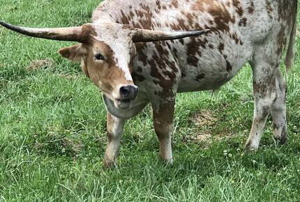 The Mitchell River Estate - 400+ Acres, Fly Fishing Paradise - Dobson, North Carolina