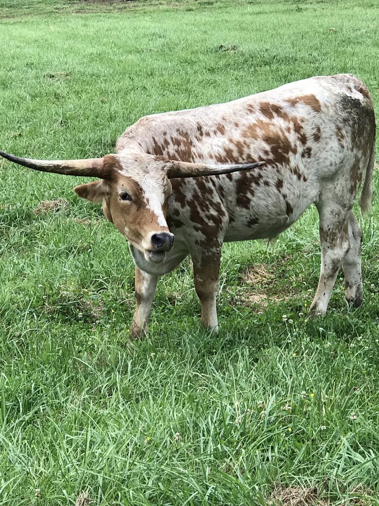 The Mitchell River Estate - 400+ Acres, Fly Fishing Paradise - Dobson, North Carolina