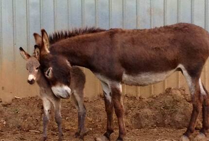 The Mitchell River Estate - 400+ Acres, Fly Fishing Paradise - Dobson, North Carolina