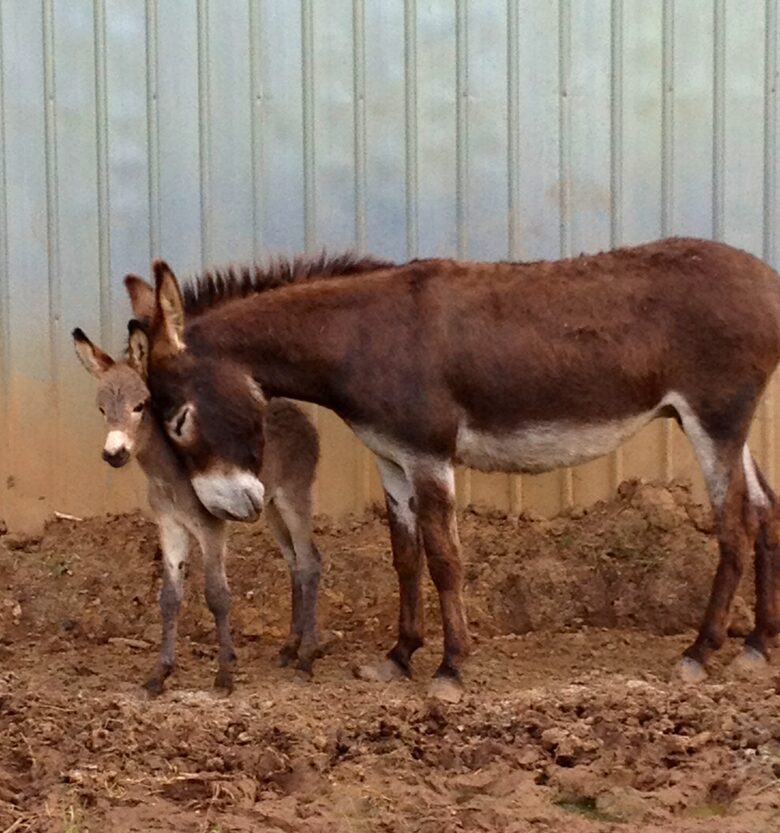 The Mitchell River Estate - 400+ Acres, Fly Fishing Paradise - Dobson, North Carolina