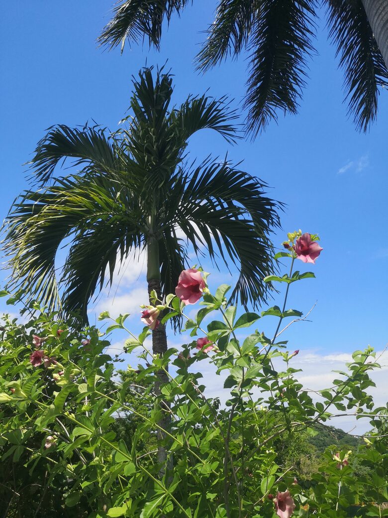 flowers and palm