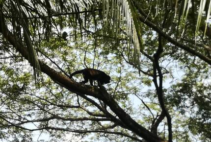 Monkeys love our landscape