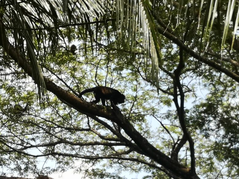 Monkeys love our landscape