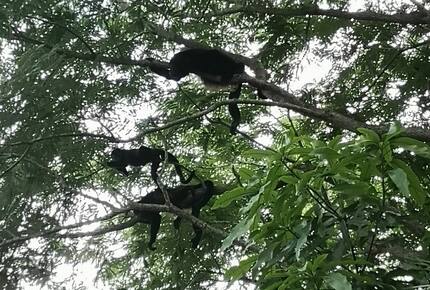 Monkeys love our landscape