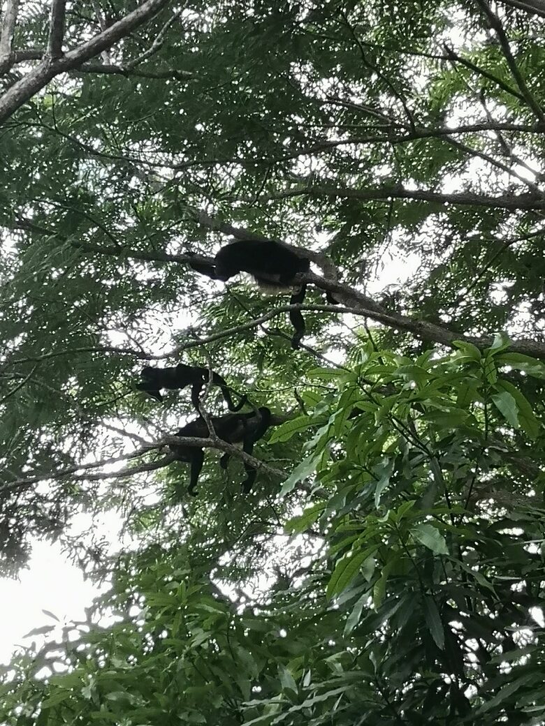 Monkeys love our landscape