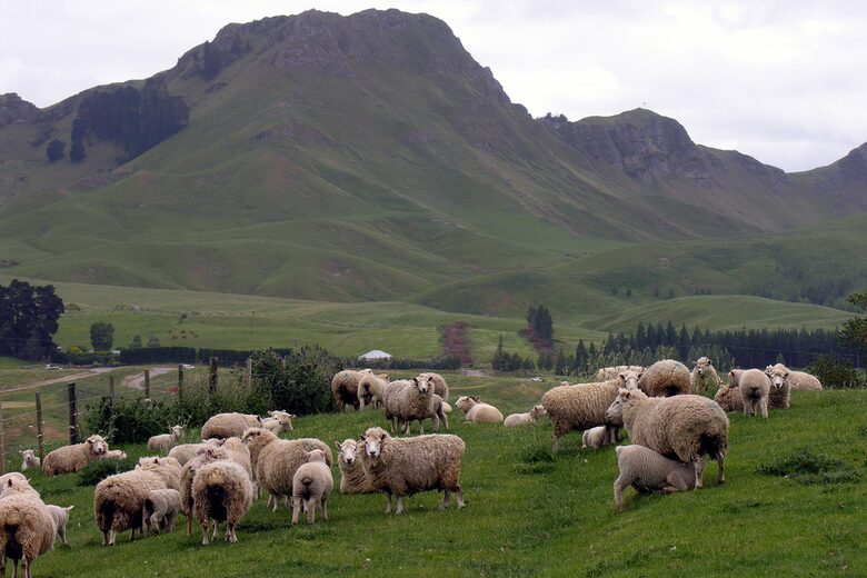 Tukituki River Valley Cottage - Havelock, New Zealand