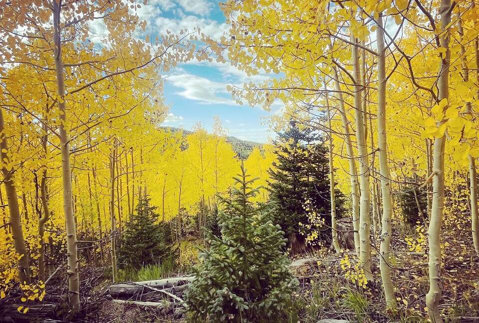 Black Diamond Ski-In/Ski-Out Family Retreat - Brian Head, Utah