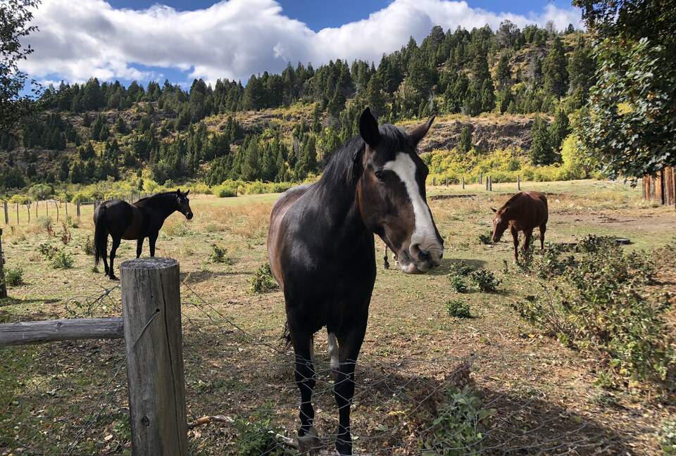 Ranch House on 880-acre Ranch in Argentine Lake District - Villa Lago Rivadavia, Argentina