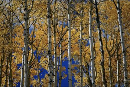 Deer Valley Powder Run | Walk to Ski Lifts and Children's Center - Park City, Utah