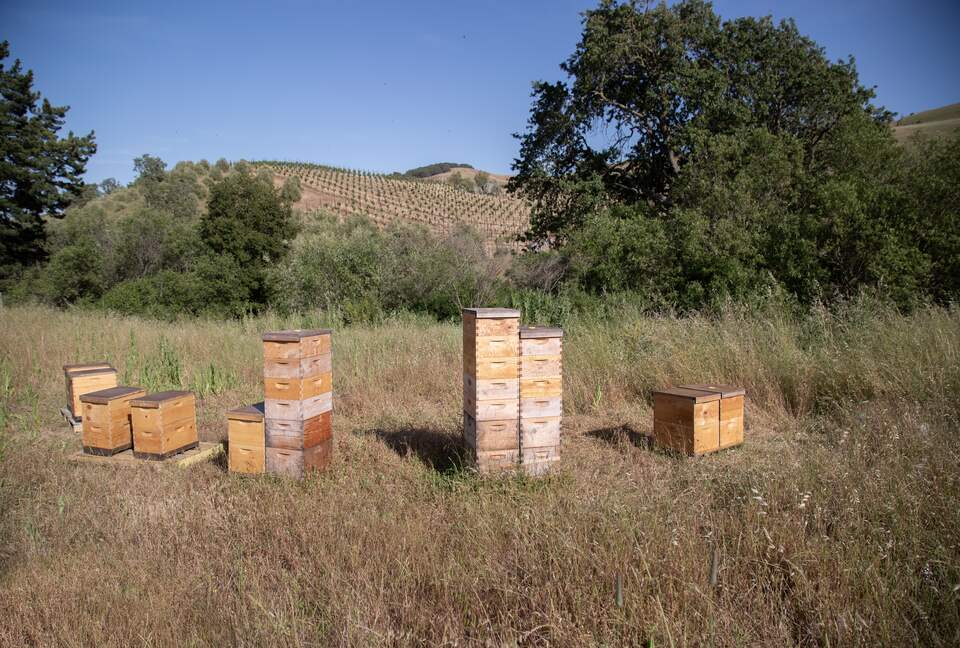 Guest House at the Stunning Sonoma Farmhouse With Vineyard Views - Petaluma, California