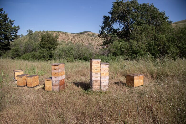 Guest House at the Stunning Sonoma Farmhouse With Vineyard Views - Petaluma, California