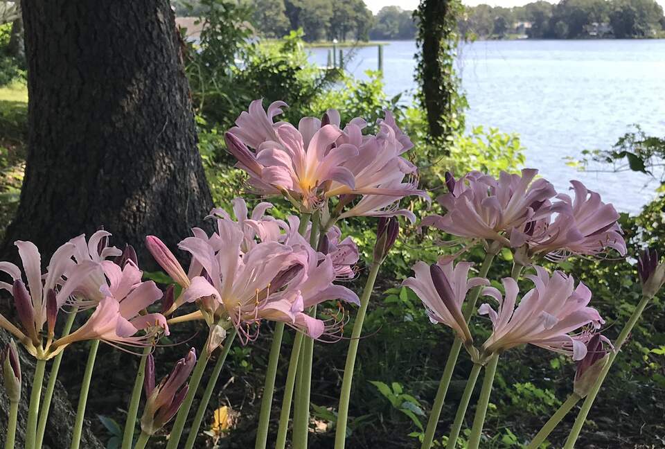 Waterfront Ferry Bridge House - Easton, Maryland