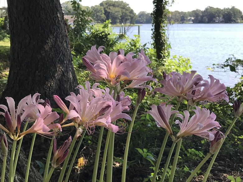 Waterfront Ferry Bridge House - Easton, Maryland