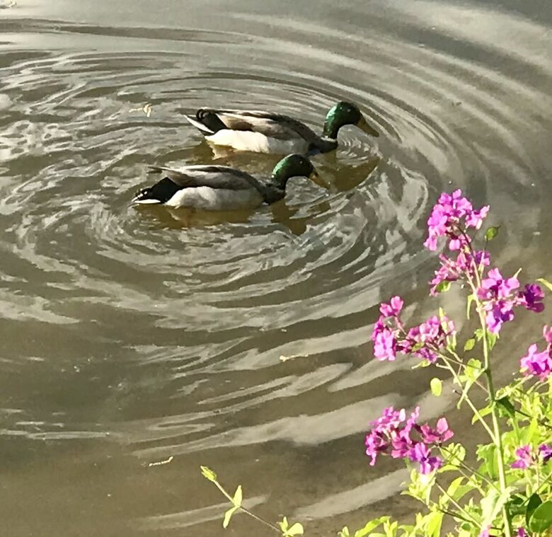 Waterfront Ferry Bridge House - Easton, Maryland