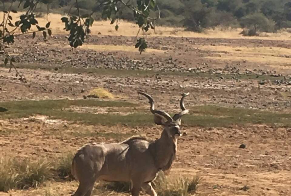 Black Rhino Lodge 21 (Phirima Lodge) - Ledig, South Africa