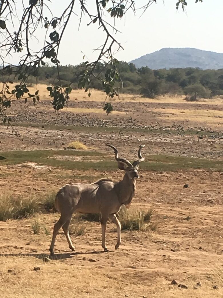 Black Rhino Lodge 21 (Phirima Lodge) - Ledig, South Africa
