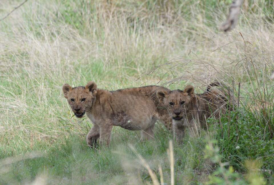 Black Rhino Lodge 21 (Phirima Lodge) - Ledig, South Africa