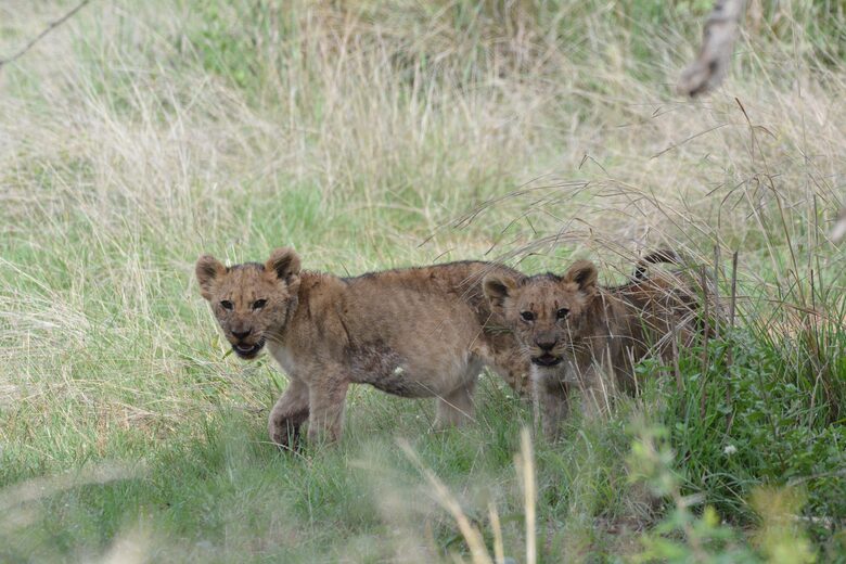 Black Rhino Lodge 21 (Phirima Lodge) - Ledig, South Africa