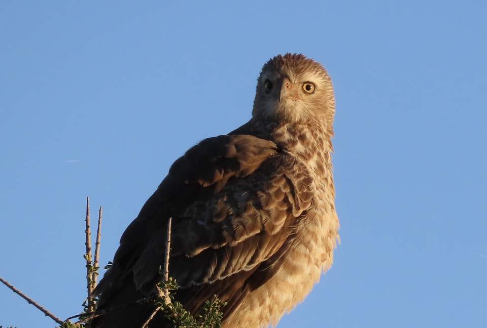 Black Rhino Lodge 21 (Phirima Lodge) - Ledig, South Africa