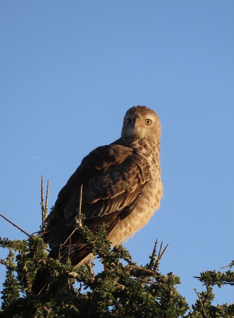 Black Rhino Lodge 21 (Phirima Lodge) - Ledig, South Africa