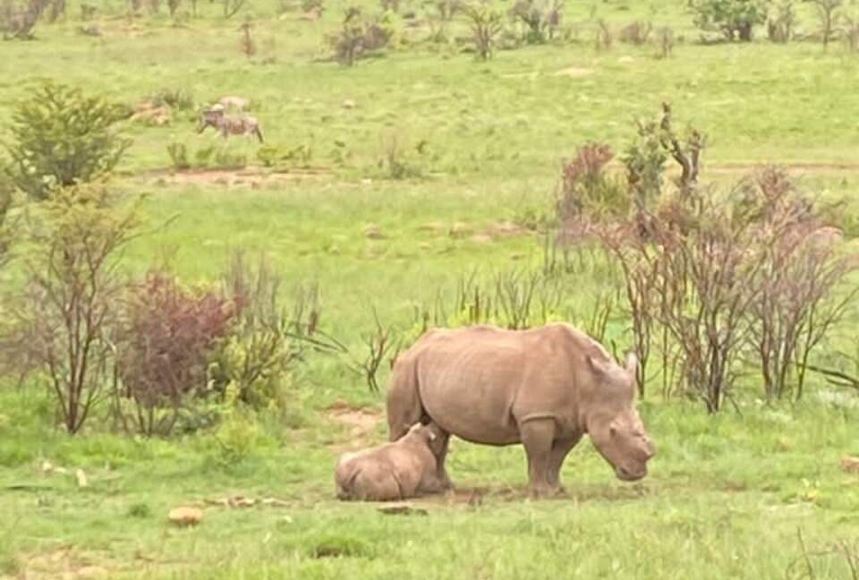 Rhino have all been dehorned to prevent poaching