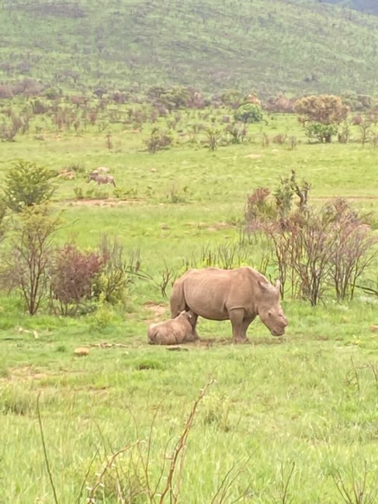 Rhino have all been dehorned to prevent poaching
