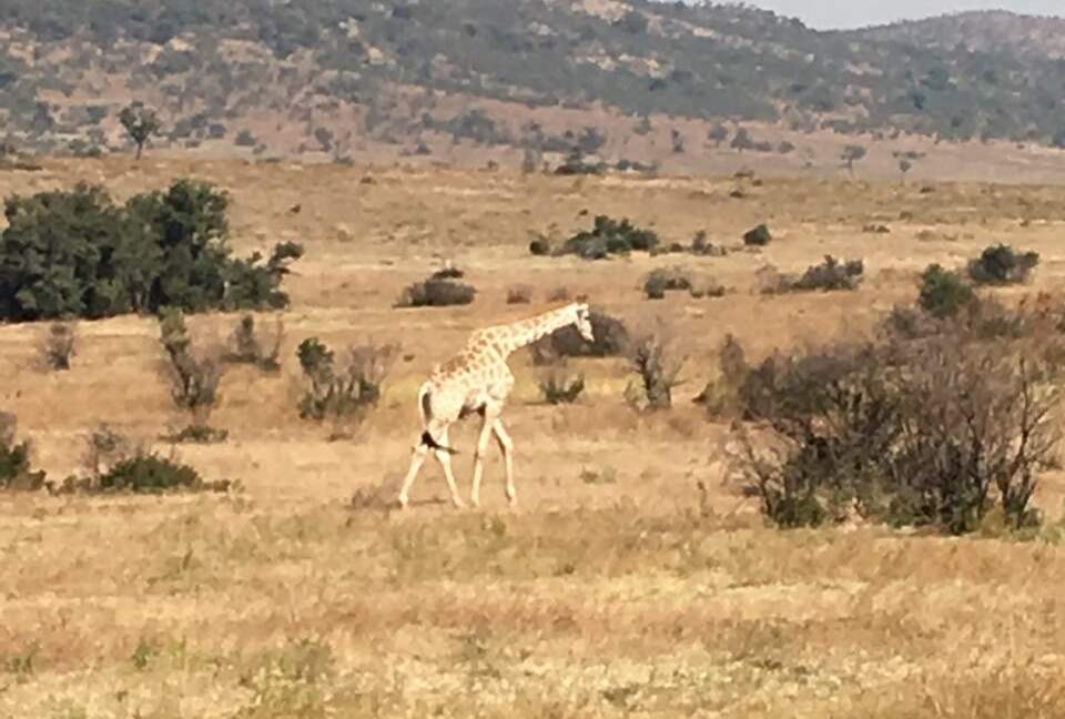Black Rhino Lodge 21 (Phirima Lodge) - Ledig, South Africa