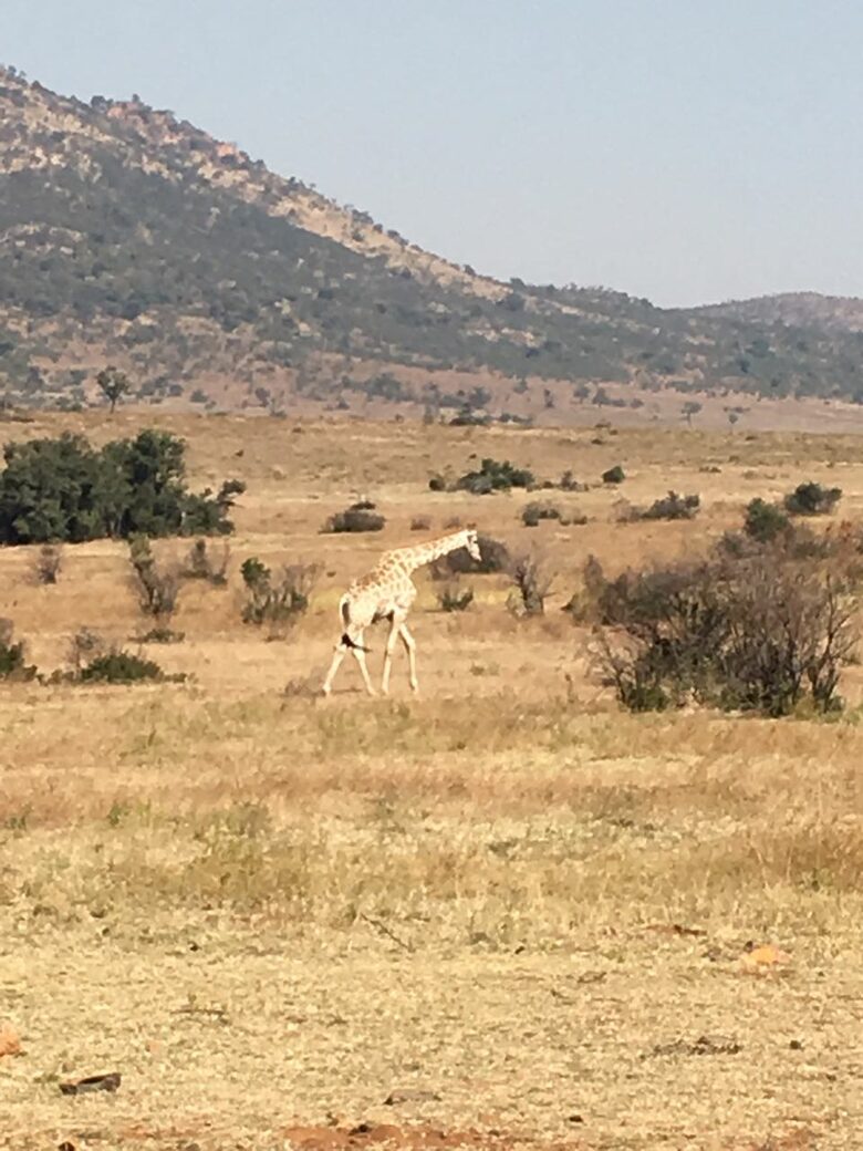 Black Rhino Lodge 21 (Phirima Lodge) - Ledig, South Africa