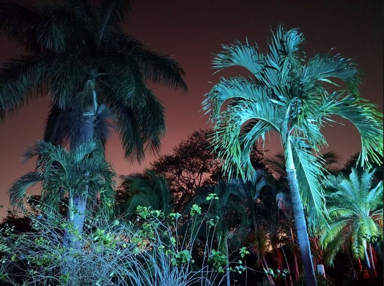 Our garden during the night