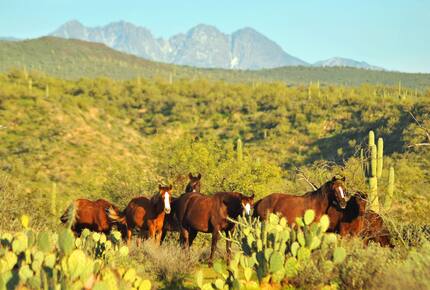 Rio Verde - Rio Verde, Arizona