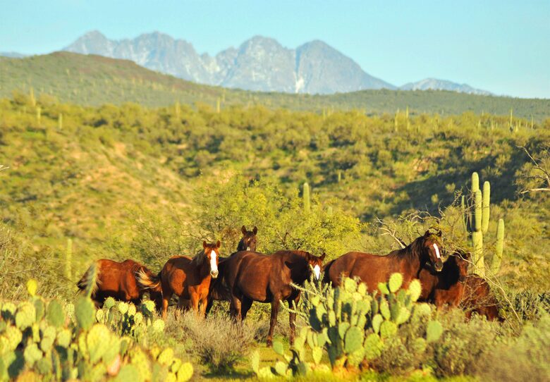 Rio Verde - Rio Verde, Arizona