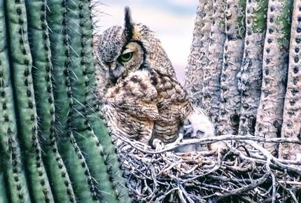 Rio Verde - Rio Verde, Arizona
