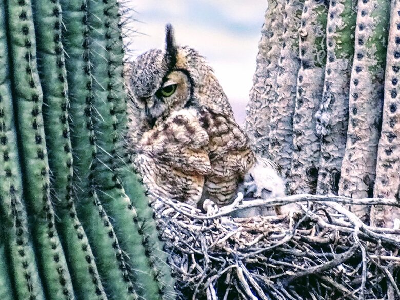 Rio Verde - Rio Verde, Arizona
