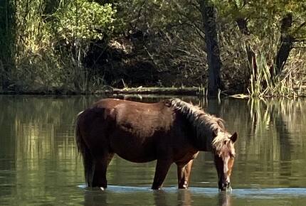 Rio Verde - Rio Verde, Arizona